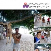 صور لتعذيب كلب في شجرة