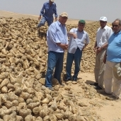 حصاد البنجر في مشروع غرب غرب المنيا