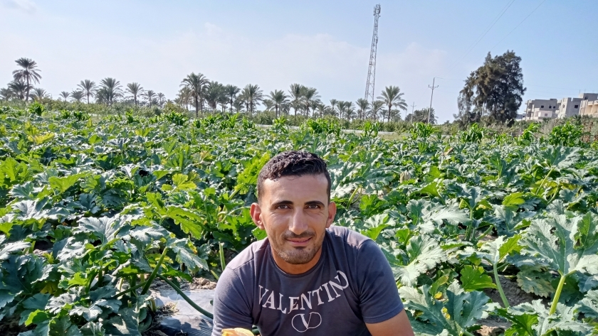 حصاد الكوسة في بلطيم كفر الشيخ