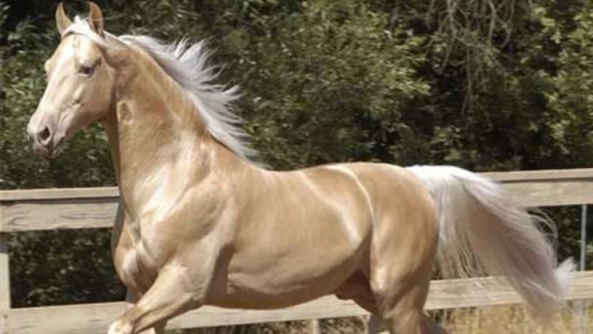 الحصان الذهبي « أخان تيكي»