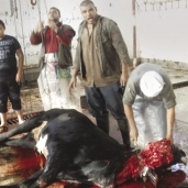 جزارو القليوبية يذبحون المواشى فى غياب رقابة وزارة الصحة