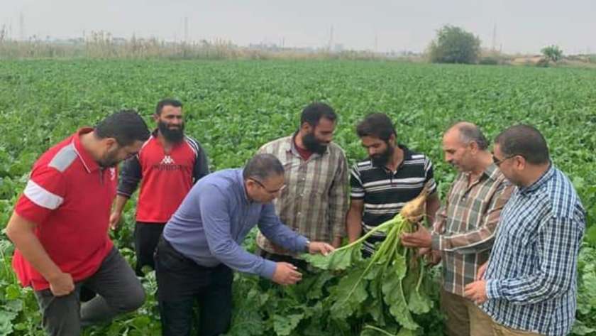 زراعة الإسكندرية تتابع المحاصيل