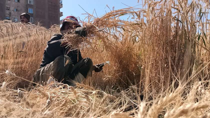 حصاد القمح 2024 في محافظة الفيوم