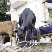 مشروعات وزارة الزراعة للأنتاج الحيواني