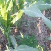 زراعات البانجو في الذرة