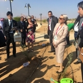 وزيرة البيئة تغرس أشجار الزيتون