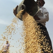 المزارعون يخشون من ضوابط الحكومة الجديدة الخاصة بتسلم القمح