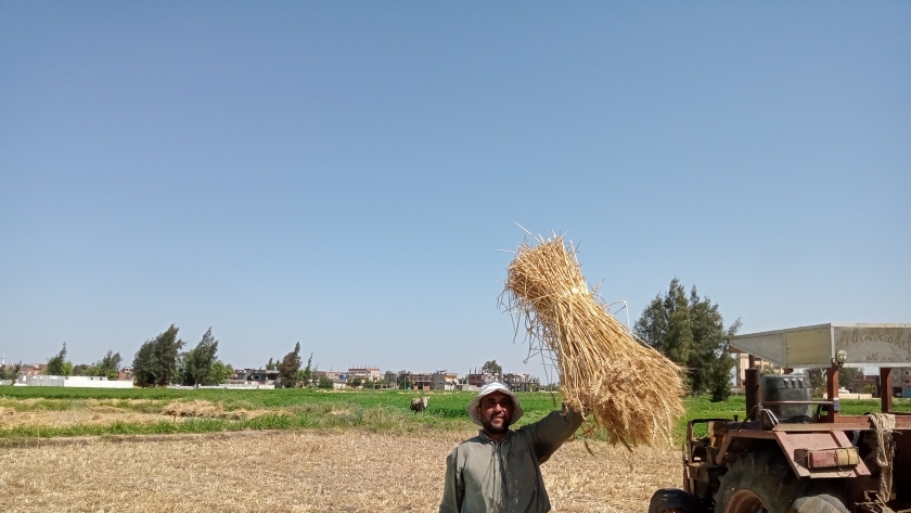 حصاد القمح في كفر الشيخ- خاص