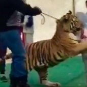 نمر يهاجم طفلة سعودية