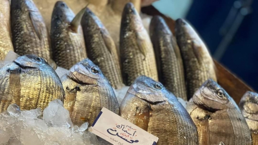 أسعار الأسماك اليوم في مصر - صورة معبرة