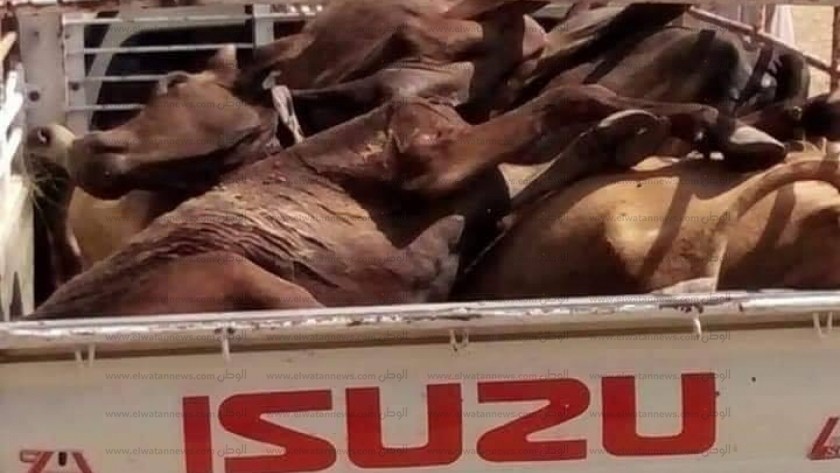 صور..القبص على شخصين ذبحا 22 ماشية نافقة لبيع لحومها في العيد