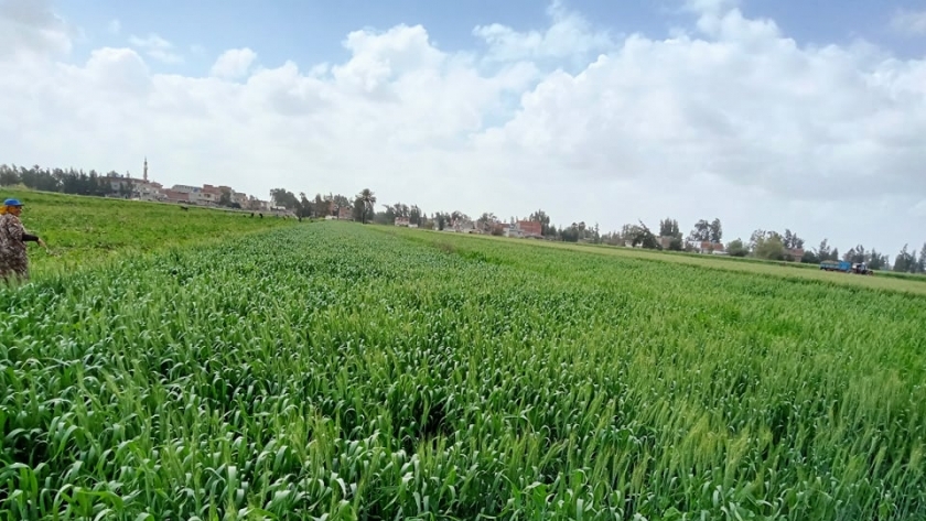 زراعة محصول القمح بكفر الشيخ