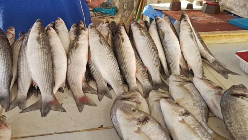 سعر السمك اليوم في سوق العبور