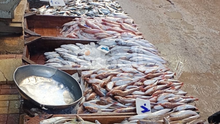 اسعار السمك اليوم