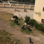 الأبقار داخل المدرسة