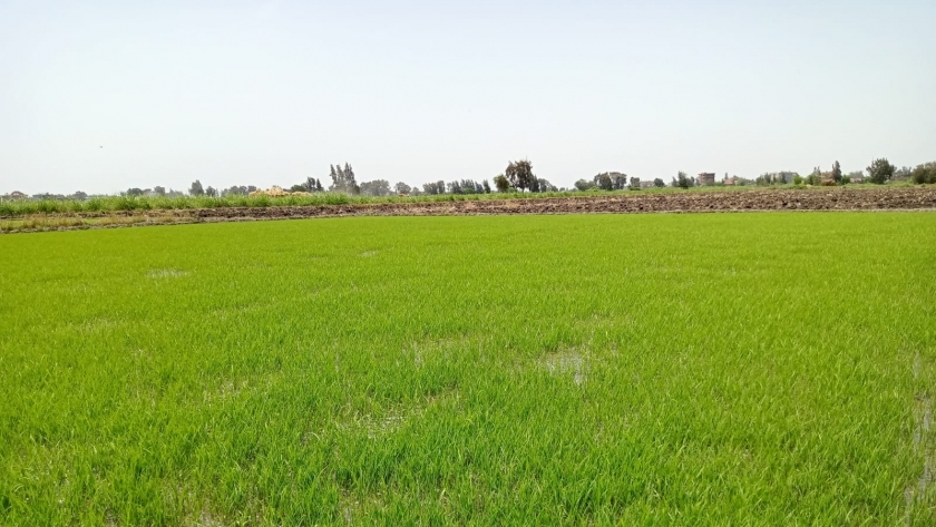 مشاتل الأرز في كفر الشيخ
