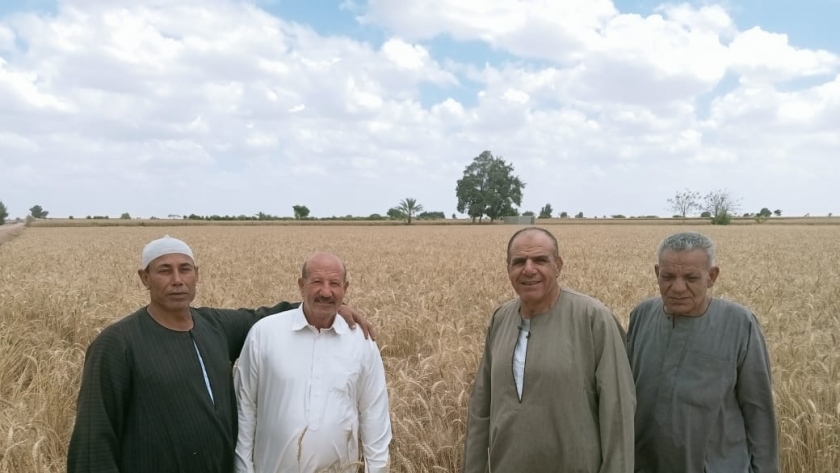 خلال حصاد القمح مع المزارعين في غرب الإسكندرية