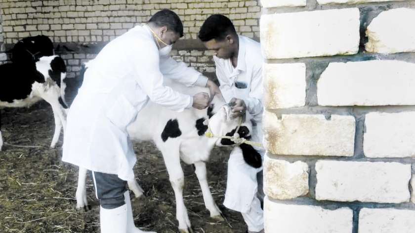أطباء بيطريون أثناء فحص رأس ماشية