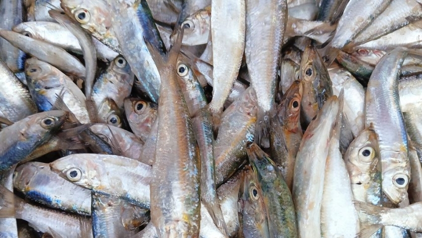 سمك السردينا بأسواق شمال سيناء