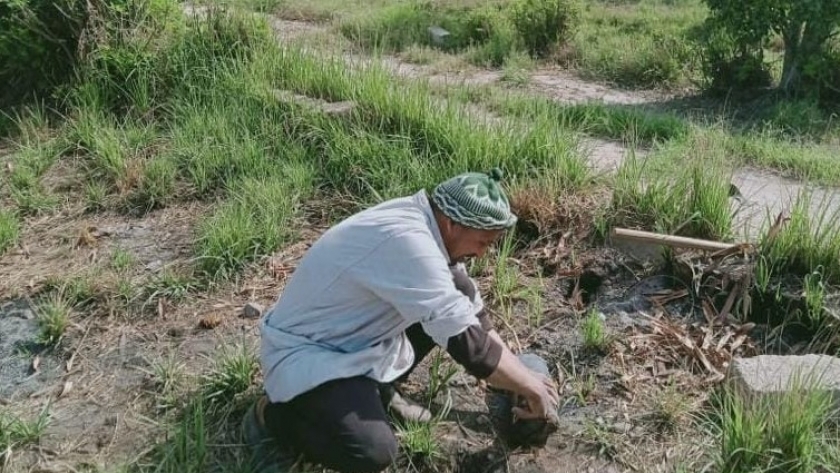 زراعة أشجار في ديرمواس