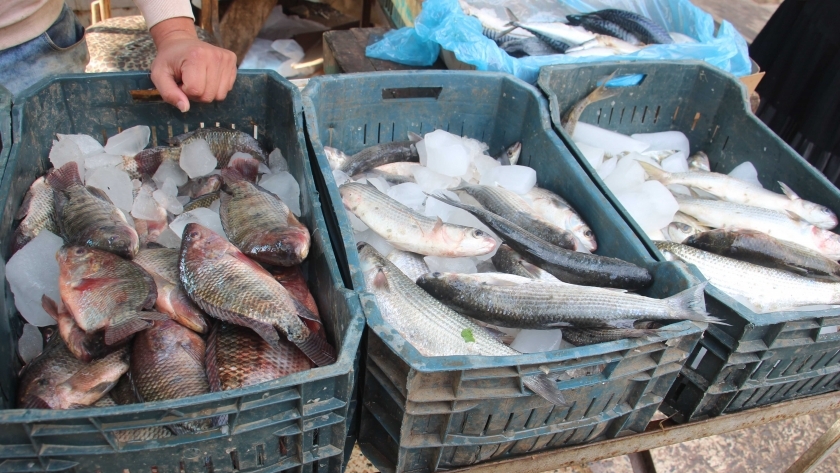 سوق الأسماك بمصر