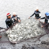 مشروع الاستزراع السمكى يسد الفجوة الغذائية فى مدن القناة