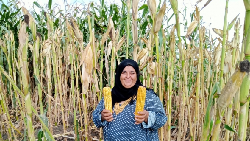 حصاد الذرة في كفر الشيخ