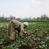 التوسع فى مشروعات الاستصلاح الزراعى لسد الفجوة الغذائية