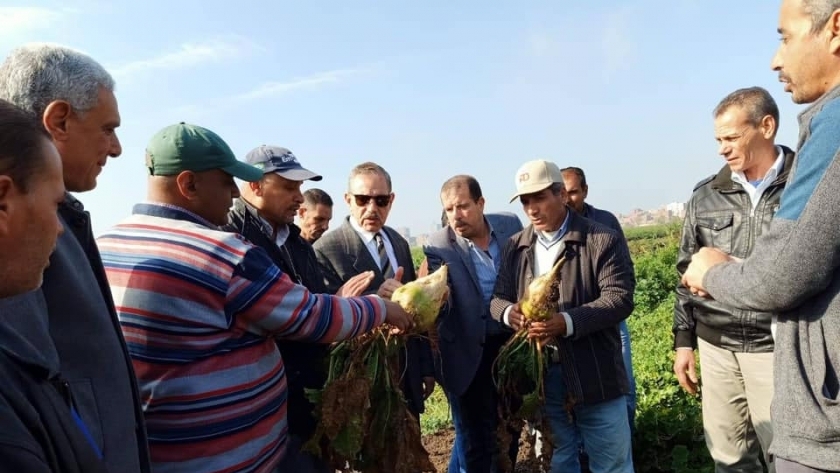 محافظ كفر الشيخ يتابع بدء حصاد محصول البنجر بقطاع الإنتاج