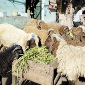 سوق خراف