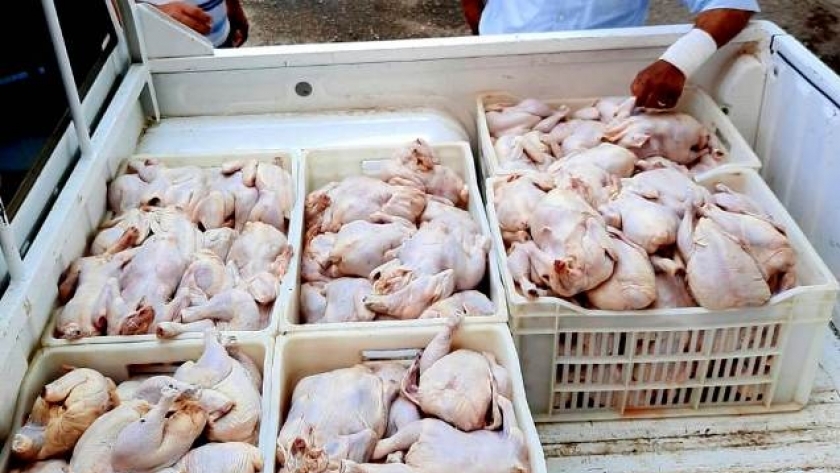 بيطري الشرقية يضبط 4 طن دجاج وكبده غير صالحة للإستهلاك الآدمي