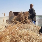 التموين تستعد لاستيراد القمح الكازخستاني بعد " ارجوت" الروسي