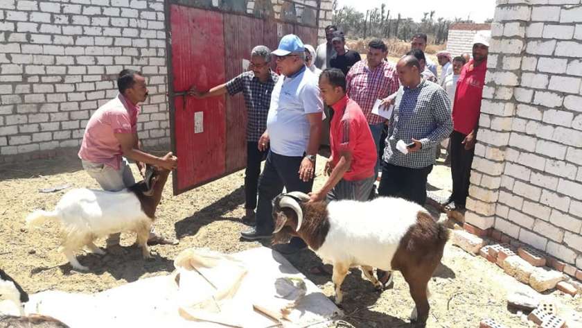 محافظ الوادى الجديد يتفقد مشروع تربية الماعز بالراشدة