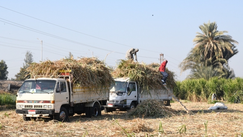 محافظ قنا يشهد حصاد أول حقل إرشادي لمحصول قصب السكر  «صور»