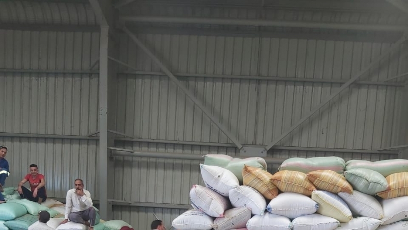 استمرار عمليات توريد القمح في كفر الشيخ