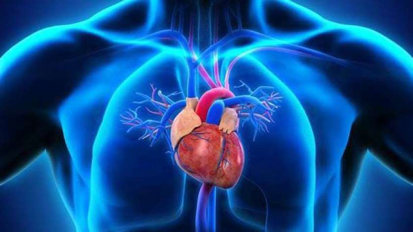 صورة لعضلة القلب بتقنية 3d- صورة ارشيفية