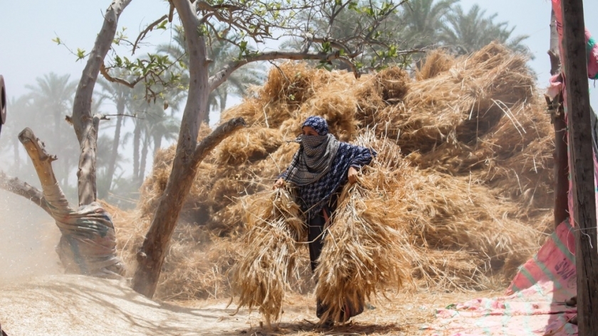 ابنة عم خالد تساعده في دراس محصول القمح