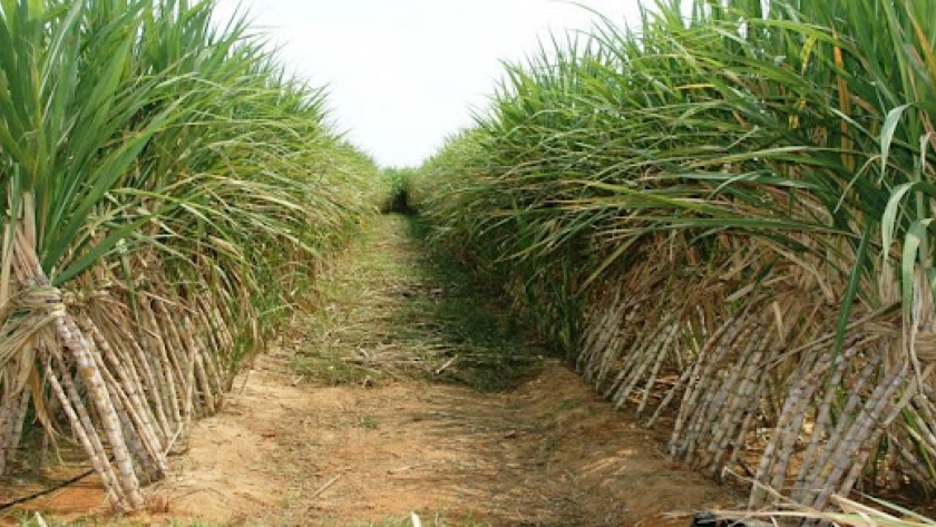زراعة محصول قصب السكر- تعبيرية
