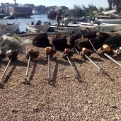 محافظ كفر الشيخ يتابع حملة إزالة التعديات على بحيرة البرلس
