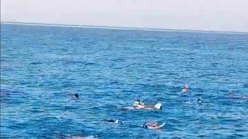 ظهور الدلافين على شواطئ الغردقة