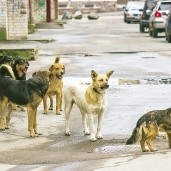 صورة أرشيفية لكلاب ضالة