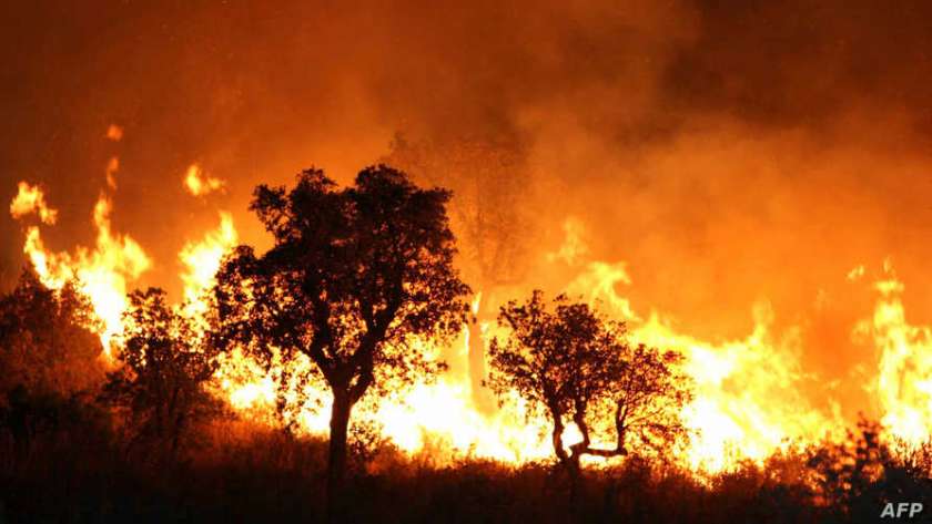 حرائق غابات الجزائر