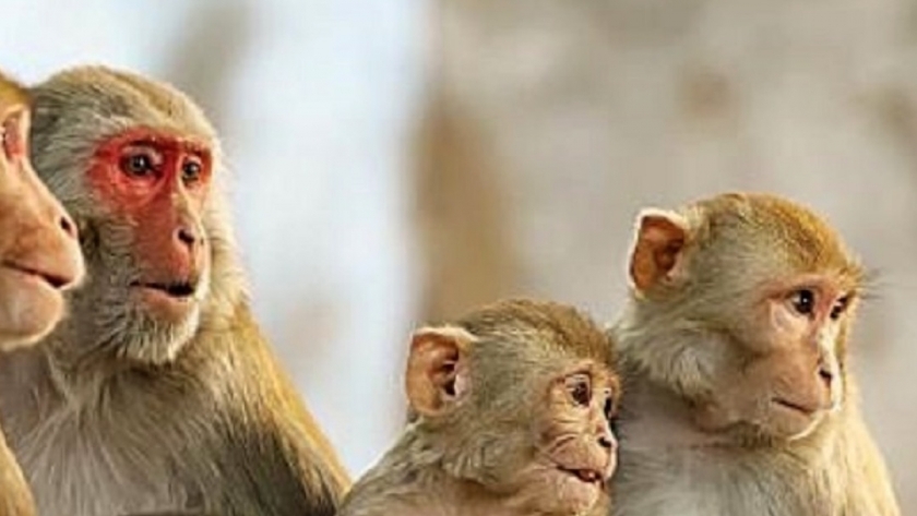 الطفح الجلدي أبرز أعراض جدري القرود