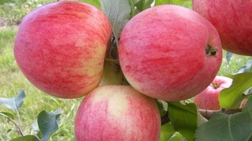 حصاد تفاح «أنّا» بمدينة أجا بالدقهلية