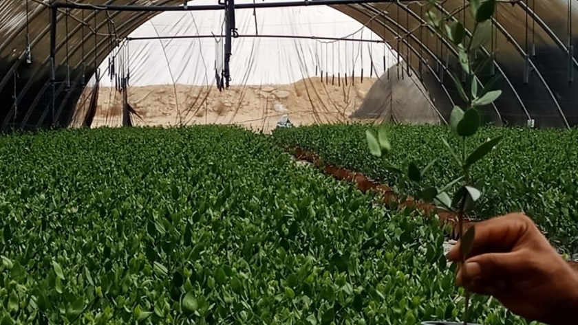 نجاح زراعة نبات الجو جوبا على مساحة 12500 فدان بالوادي الجديد
