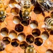 لقاح جديد قد يحمي نحل العسل من مرض قاتل وينقذ إنتاج الغذاء العالمي