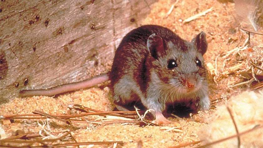 الفئران هم الناقل لفيروس هانتا