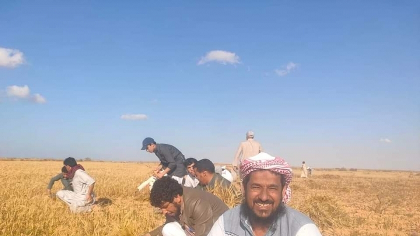 حصاد الشعير في سيدي براني غرب مطروح