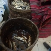 صفائح الأسماك المملحة الفاسدة في الإسكندرية