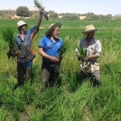 زراعة الأرز تواجه تحديات بسبب نقص المياه الواصلة للأراضى الزراعية